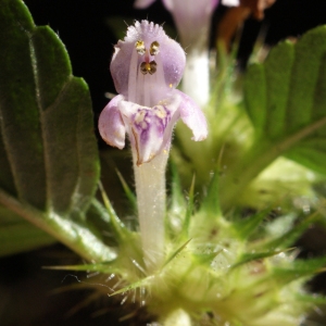 Photographie n°991827 du taxon Galeopsis tetrahit L. [1753]