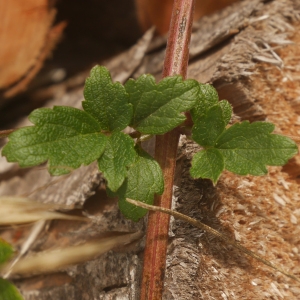 Photographie n°992217 du taxon Clematis L.