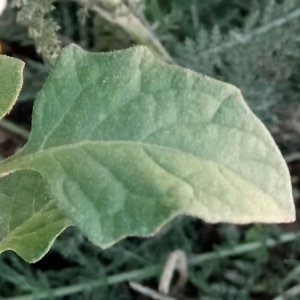 Photographie n°992388 du taxon Solanum nigrum L. [1753]