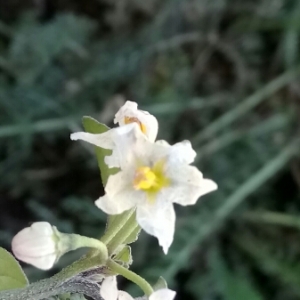 Photographie n°992389 du taxon Solanum nigrum L. [1753]