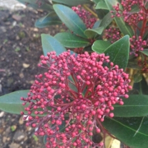 Photographie n°992398 du taxon Skimmia japonica Thunb. [1783]