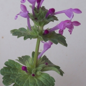 Photographie n°992702 du taxon Lamium amplexicaule L. [1753]