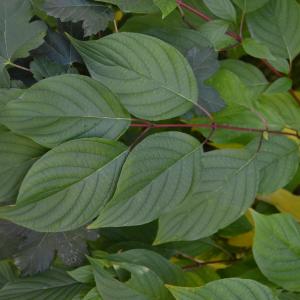 Photographie n°993204 du taxon Cornus alba L. [1767]