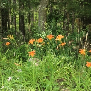 Photographie n°993533 du taxon Hemerocallis fulva (L.) L. [1762]