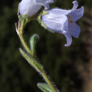 Photographie n°994513 du taxon Campanula barbata L. [1759]