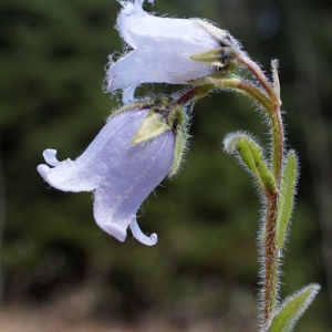 Photographie n°994514 du taxon Campanula barbata L. [1759]