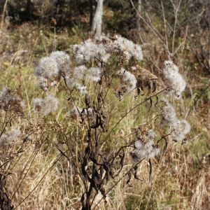 Photographie n°994653 du taxon Senecio ovatus (P.Gaertn., B.Mey. & Scherb.) Willd. [1803]