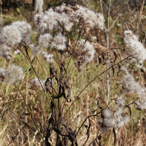 Photographie n°994655 du taxon Senecio ovatus (P.Gaertn., B.Mey. & Scherb.) Willd. [1803]