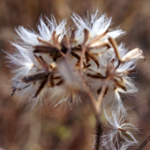 Photographie n°994658 du taxon Senecio ovatus (P.Gaertn., B.Mey. & Scherb.) Willd. [1803]