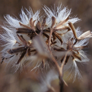 Photographie n°994659 du taxon Senecio ovatus (P.Gaertn., B.Mey. & Scherb.) Willd. [1803]