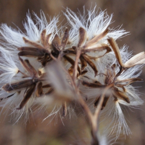 Photographie n°994660 du taxon Senecio ovatus (P.Gaertn., B.Mey. & Scherb.) Willd. [1803]