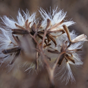 Photographie n°994666 du taxon Senecio ovatus (P.Gaertn., B.Mey. & Scherb.) Willd. [1803]