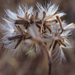 Photographie n°994669 du taxon Senecio ovatus (P.Gaertn., B.Mey. & Scherb.) Willd. [1803]