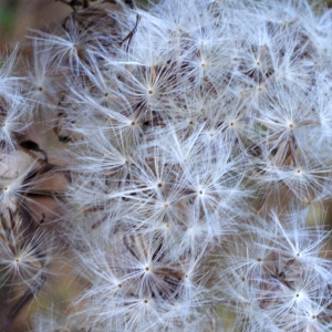 Photographie n°994670 du taxon Senecio ovatus (P.Gaertn., B.Mey. & Scherb.) Willd. [1803]