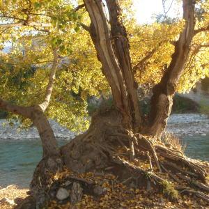 Photographie n°994743 du taxon Populus nigra L. [1753]