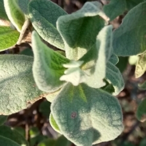 Photographie n°994825 du taxon Cistus albidus L. [1753]