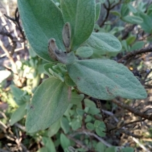 Photographie n°994826 du taxon Cistus albidus L. [1753]