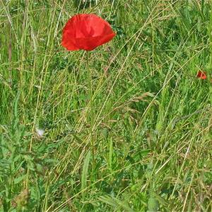 Photographie n°994911 du taxon Papaver rhoeas L. [1753]