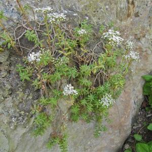 Photographie n°995376 du taxon Sedum album L. [1753]