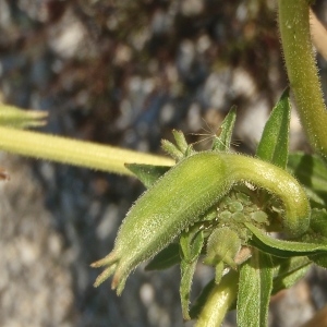 Photographie n°995637 du taxon Oenothera stuchii Soldano [1979]