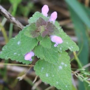 Photographie n°995730 du taxon Lamium purpureum L. [1753]