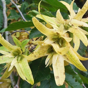 Photographie n°995908 du taxon Carpinus betulus L. [1753]