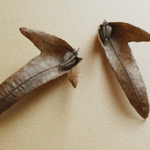Photographie n°995910 du taxon Carpinus betulus L. [1753]