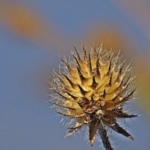 Photographie n°996138 du taxon Dipsacus pilosus L.