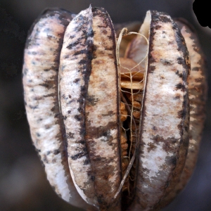 Photographie n°996459 du taxon Lilium martagon L.