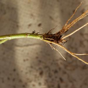 Photographie n°996460 du taxon Erigeron annuus (L.) Desf. [1804]