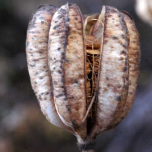 Photographie n°996461 du taxon Lilium martagon L.