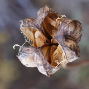 Photographie n°996463 du taxon Lilium martagon L.