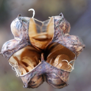 Photographie n°996465 du taxon Lilium martagon L.