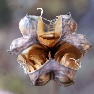 Photographie n°996466 du taxon Lilium martagon L.