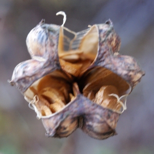 Photographie n°996468 du taxon Lilium martagon L.