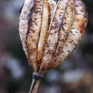 Photographie n°996470 du taxon Lilium martagon L.