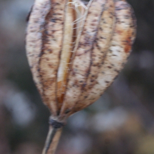 Photographie n°996471 du taxon Lilium martagon L.