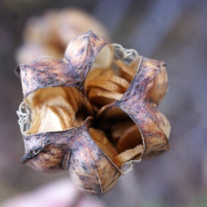 Photographie n°996475 du taxon Lilium martagon L.