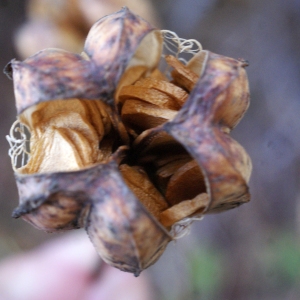 Photographie n°996478 du taxon Lilium martagon L.