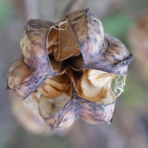 Photographie n°996481 du taxon Lilium martagon L.