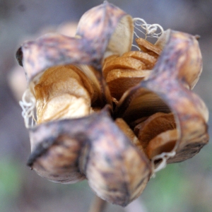 Photographie n°996483 du taxon Lilium martagon L.