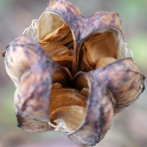 Photographie n°996484 du taxon Lilium martagon L.