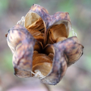 Photographie n°996486 du taxon Lilium martagon L.