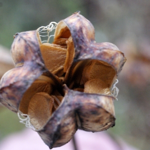 Photographie n°996488 du taxon Lilium martagon L.