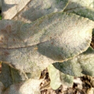 Photographie n°996530 du taxon Verbascum L. [1753]