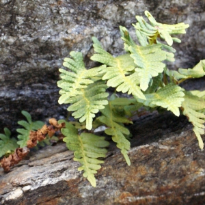 Photographie n°996540 du taxon Polypodium interjectum Shivas [1961]