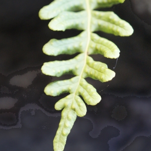 Photographie n°996544 du taxon Polypodium interjectum Shivas [1961]