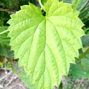 Photographie n°996553 du taxon Humulus lupulus L. [1753]