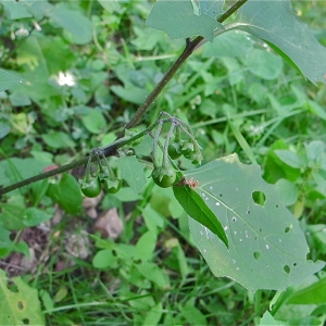 Photographie n°996736 du taxon Solanum villosum Mill. [1768]