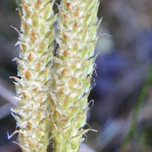 Photographie n°997201 du taxon Lycopodium clavatum L. [1753]